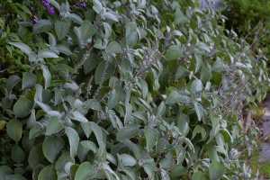 carrick hill 2014 (91)